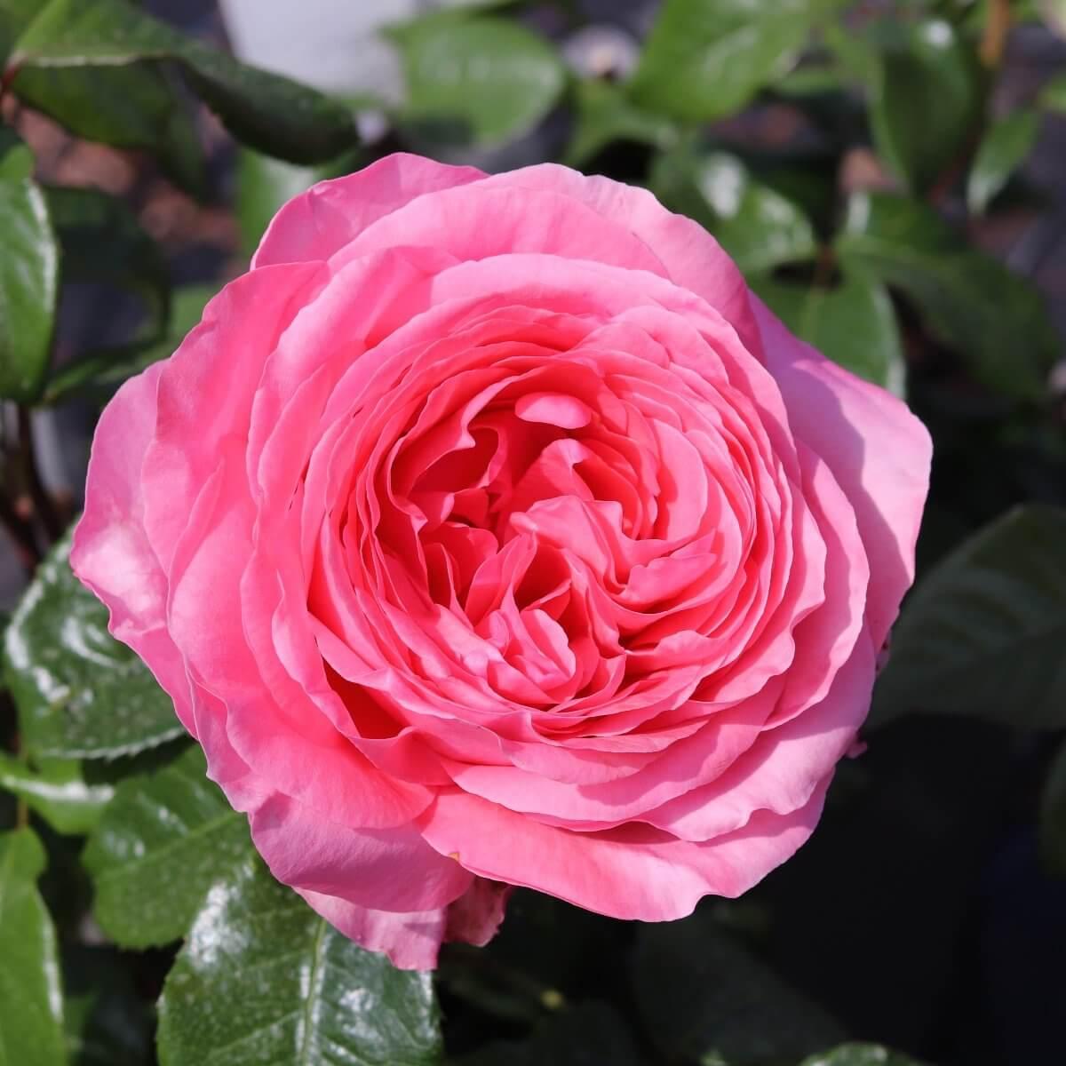 Special Anniversary Colour Pink  Good Fragrance Gift OccasionAnniversary  Celebration Rose  Hybrid Tea