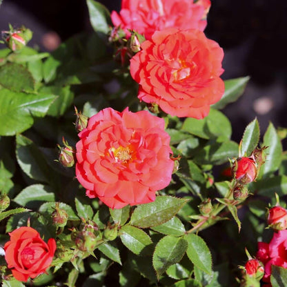 Special Wishes (Patio) - Henry Street Nursery