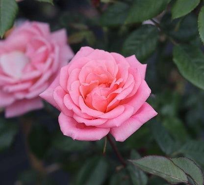 Star Performer (Patio Climber) - Henry Street Nursery