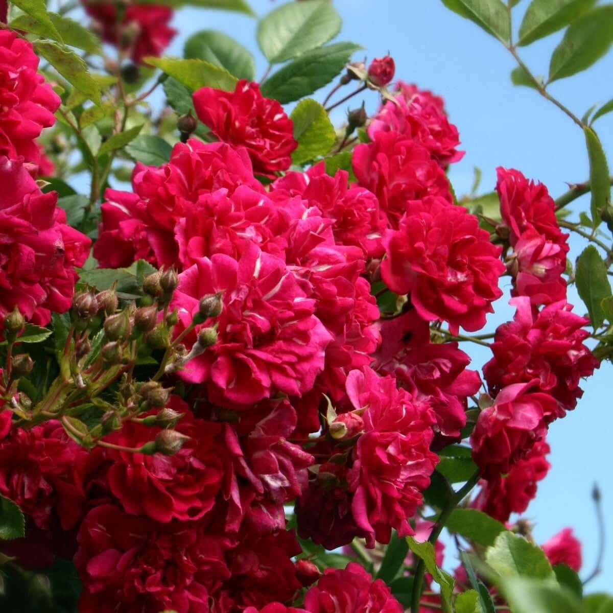 Super Excelsa (Repeat Flowering Rambler) - Henry Street Nursery