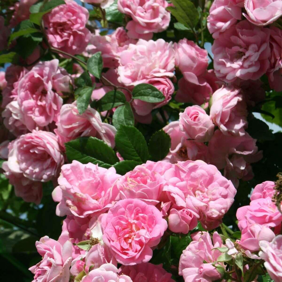 Regular Roses Standard Roses | Henry Street Nursery