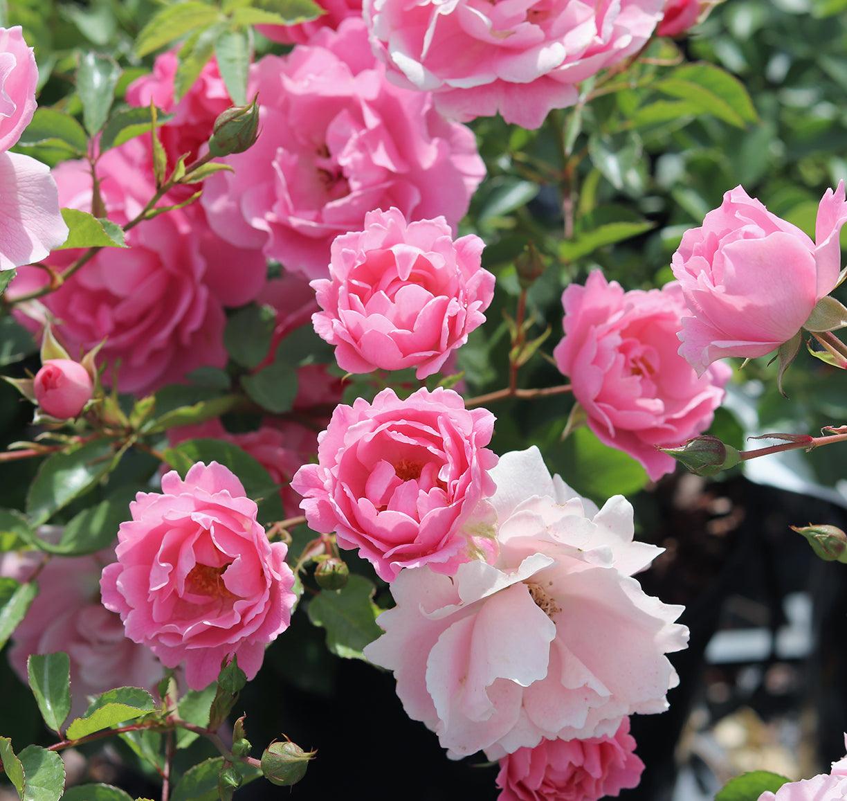 Surrey |Ground Cover Rose |4ltr potted – Henry Street Nursery