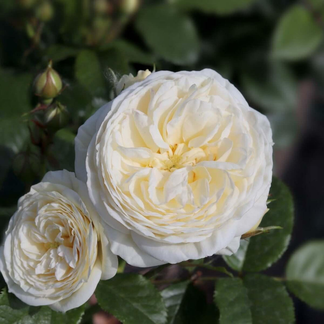 White Roses – Henry Street Nursery