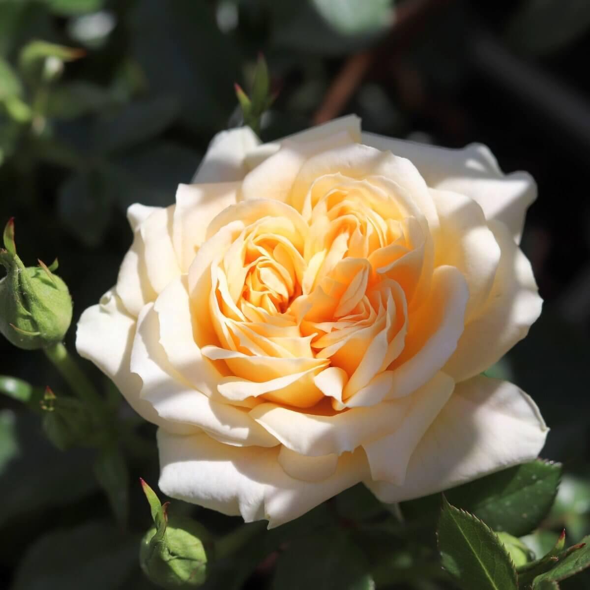Sweet Memories memorial rose – delicate yellow-cream blooms with light fragrance, gentle sympathy gift
