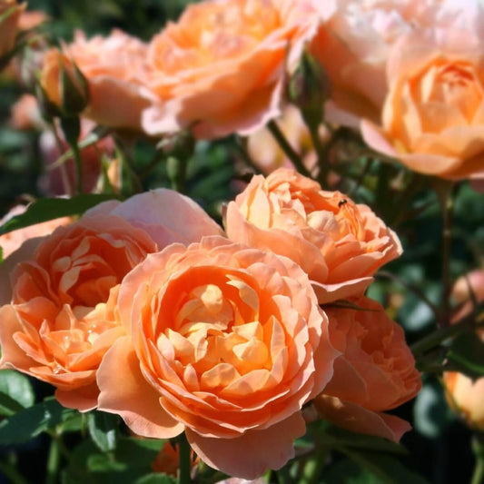 Sweet Dream Colour Apricot Colour Pink   Rose of the YearRose of the Year Winners  Patio