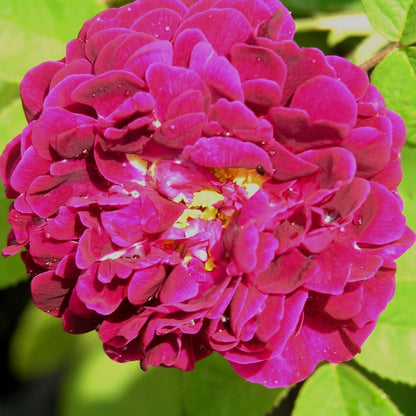 Tuscany Superb (Shrub) - Henry Street Nursery