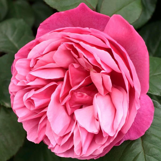 The Anniversary Rose Colour Pink  Exceptional Fragrance Gift OccasionAnniversary  Celebration Rose  Hybrid Tea