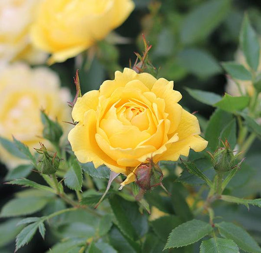 The Golden Anniversary Rose (Patio) - Henry Street Nursery