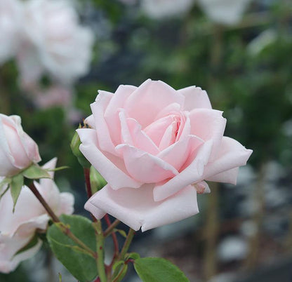 The New Dawn (Climber) - Henry Street Nursery