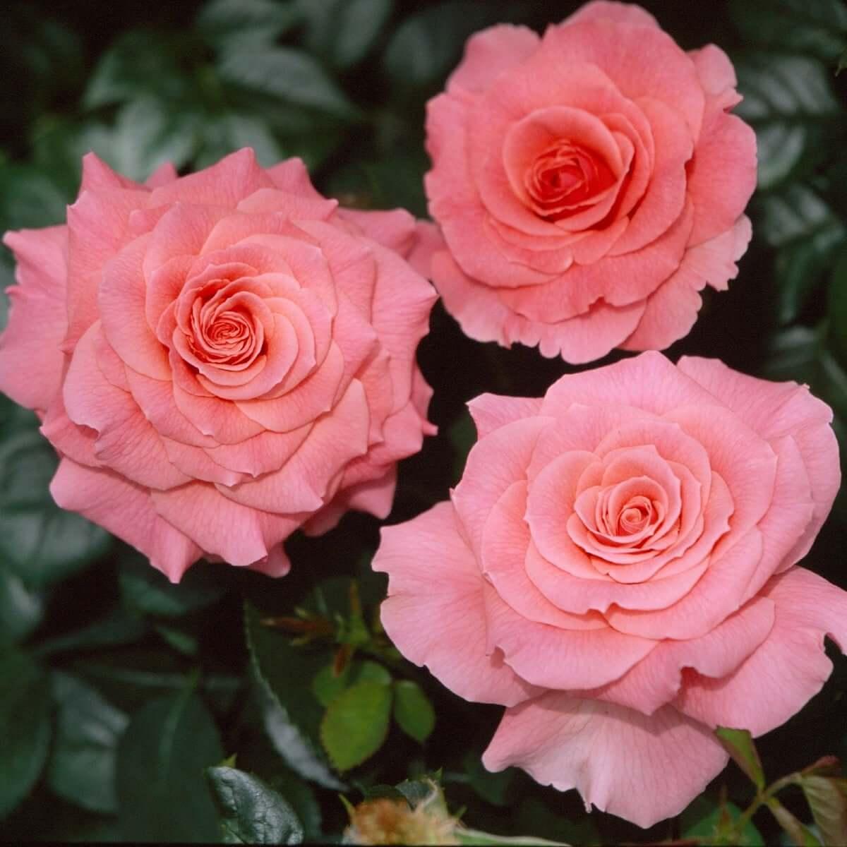 Think Pink Rubans Roses Tickled Pink |Rose Plant|4ltr potted – Henry Street Nursery