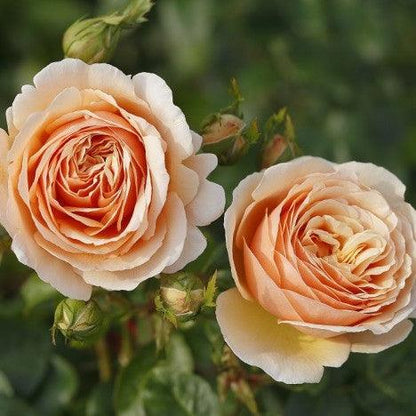 Tropicana (Hybrid Tea) - Henry Street Nursery