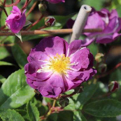 Veilchenblau (Rambling) - Henry Street Nursery