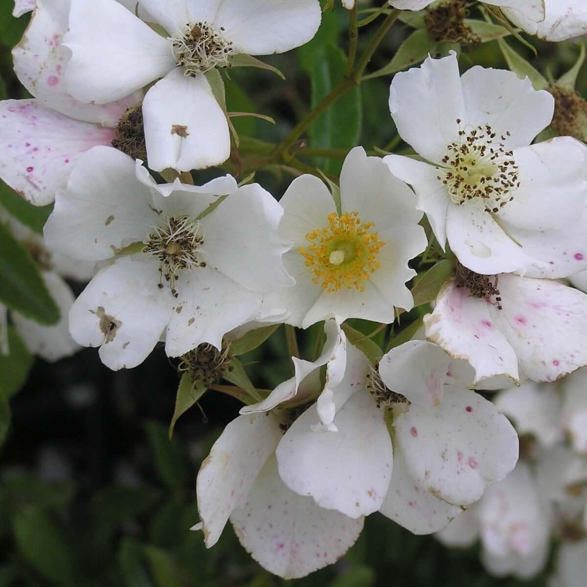 Wedding Day (Rambler) - Henry Street Nursery