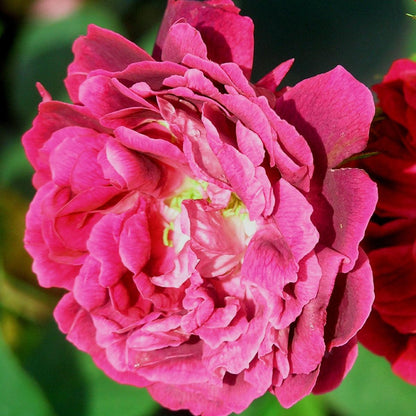 William Lobb (Shrub) - Henry Street Nursery