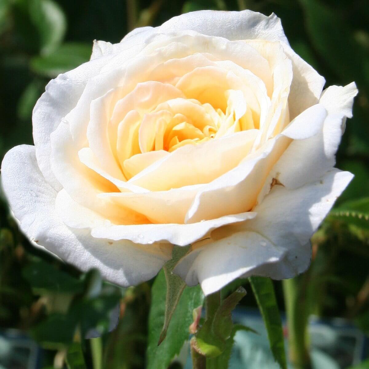 White Running Roses Buy White Patio Rose | Henry Street Nursery