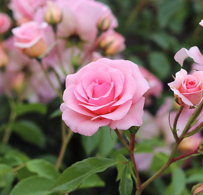 Standard Roses | Henry Street Nursery