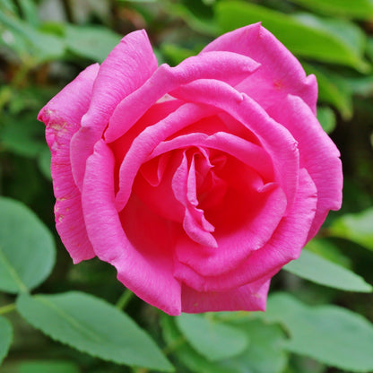 Zephirine Drouhin (Climber) - Henry Street Nursery